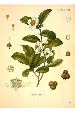 Pharmatea Beyaz Çay Yaseminli 50 G