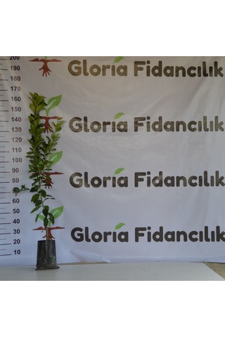 Tüplü Aşılı Mayer Limon Fidanı 2 Yaş 130-160 Cm