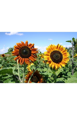Ayçiçek Tohumu Autumn Beauty Pastel Renkler Helianthus Annuus