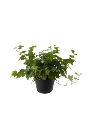 Hedera Helix Ağaç Sarmaşığı 1 Adet Saksılı 30-50cm+yeşim Para Çiçeği