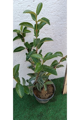 Videolu Dış Mekan 1 Adet Çit Bitkisi Fidanı 50-80cm Saksılı Viburnum Tinus Lucidum