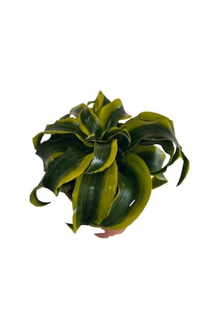 Dracaena Tornado 12 Lik Saksıda