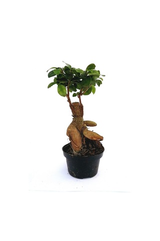Ficus Ginseng Bonsai 20-30 Cm