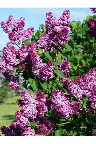 Leylak Fidanı Syringa Chinensis 40-50 Cm Bahar Çiçeği