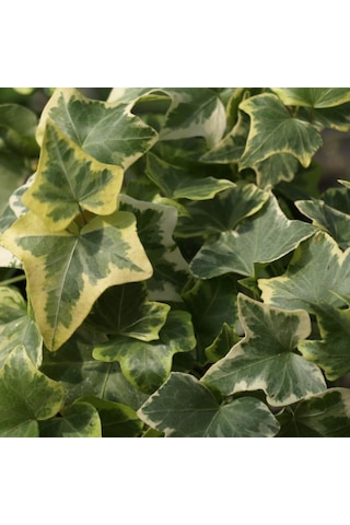 Hedera Helix Anne Maria Alacalı Herdem Yeşil Sarmaşık Fidanı 80-