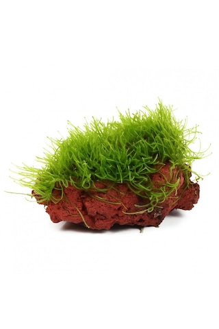 Moss "kayaya Tutturulmuş Java Moss"