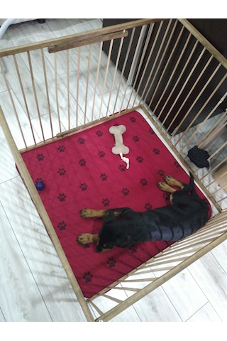 AHŞAP KÖPEK ÇİTİ YÜKSEKLİK 70 CM