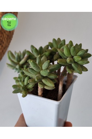Pachyphytum Multi Form Sukulent 1 Adet