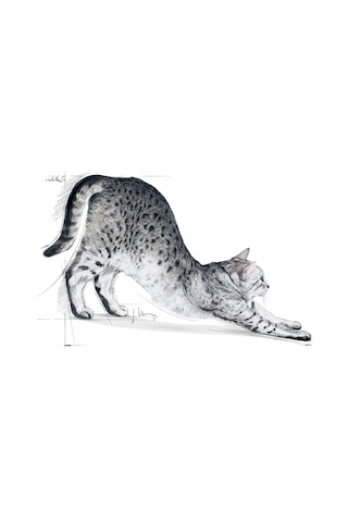Royal Canin Indoor 27 Evde Yaşayan Yetişkin Kedi Maması 400 G