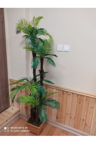 Tropikal Areka Sıkas Dört Gödeli Palmiye Ağacı Kare Saksıda