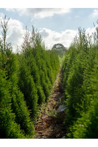 Videolu 10 Adet Leylandi Çam Fidanı Saksılı\tüplü 15-20 Cm Leyland Cypress Sapling