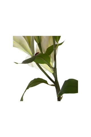 Concept Zarif Zambak Çiçeği Beyaz 75cm