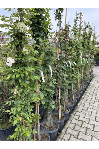 Tüplü Uzun Sarmaşık Gül Fidanı Karışık Renk 5 Yaş