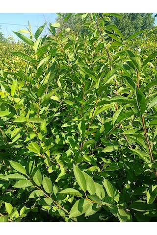 Yeşil Deniz Fidancılık Tüplü Kütahya Vişne Fidanı 100-150 Cm