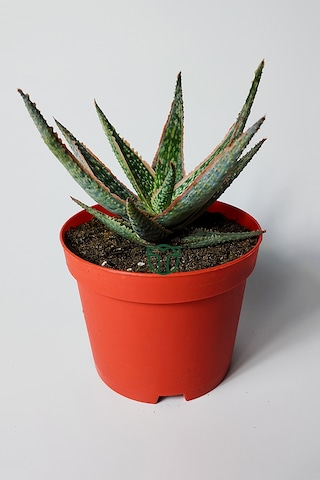 Aloe Christmas Carol Sukulent Renkli Yapraklı Koleksiyon Aloe