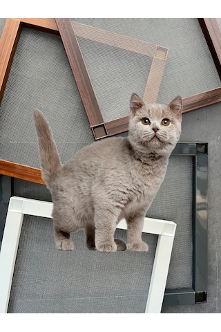 Yırtılmaz Kedi Telli Pet Tül Menteşeli Sineklik Takımı Pencere