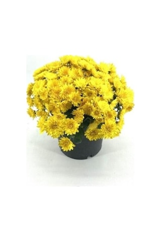 Koyu Sarı Kasımpatı Krizantem Chrysanthemum 10-20 Cm
