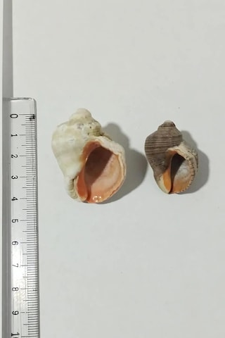 Tr Deniz Kabuğu Gongaz Süs Dekoratif Akvaryum Süsleme 2-4 Cm 5 Adet