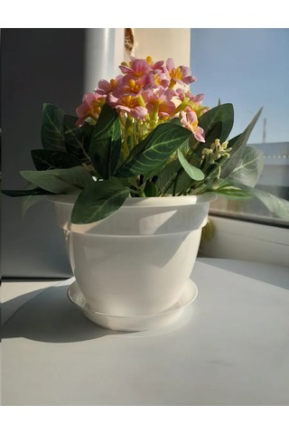 Saburg Çiçek Ve Sukkulent Saksıları, Viola Seti, Tepsili. 295691894