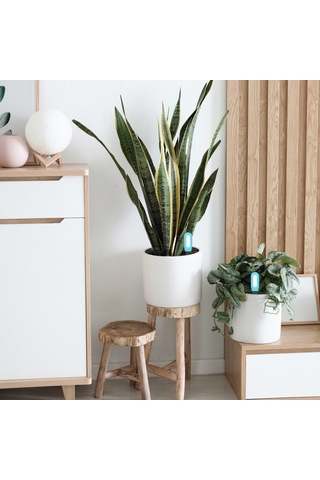 Blelsa Bt Ligent 2'si 1 Arada Toprak Ortam Sıcaklığı Test Ölçer