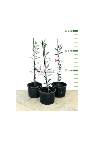 Arbequina Bodur Zeytin Fidanı