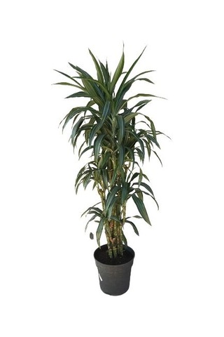Dracena Warneckii