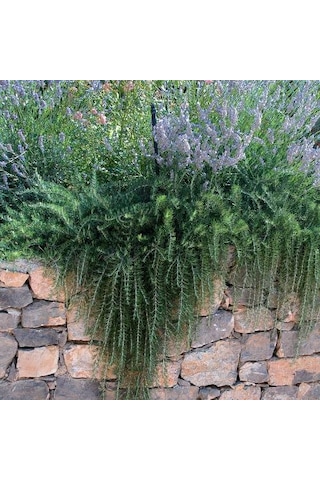 Yayılıcı Biberiye Rosmarinus Officinalis Prostratus 10 Adet
