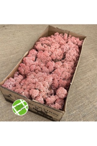 Trend Bahçe Reindeer Moss Roze Color Şoklanmış Norveç Yosunu 500 G