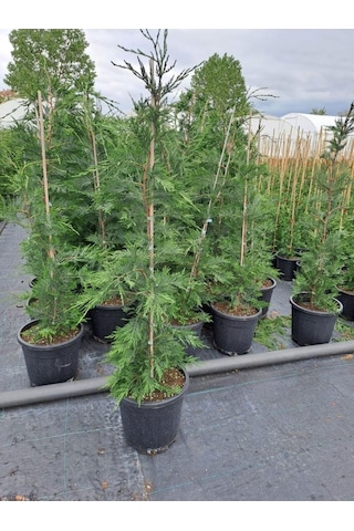Videolu 10 Adet Leylandi Çam Fidanı Saksılı\tüplü 15-20 Cm Leyland Cypress Sapling