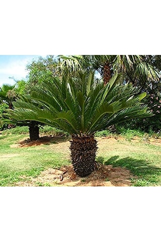 Cycas Tohumu Ekim Seti 3 Tohum Sikas Tohumu +Saksı+Toprak+