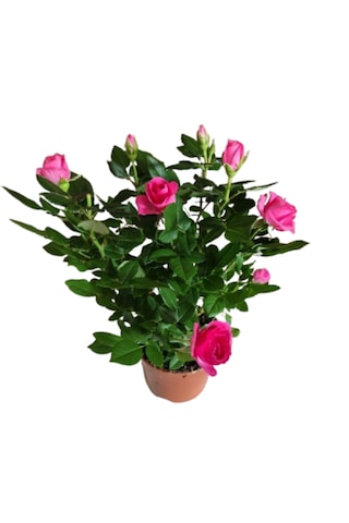 2 Adet Saksıda Bodur Gül Çiçeği Pembe Renk