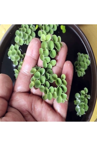 Salvinia Cuculatta 2 Kök Su Üstü Bitkisi 2 Adet