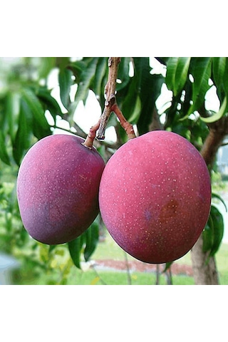 Aşılı Tommy Atkins Mango Fidanı - 2 Yaş - Tüplü 60-70 Cm - Kıpkırmızı Meyveli Dayanıklı Çeşit Hemen Dikime Hazır