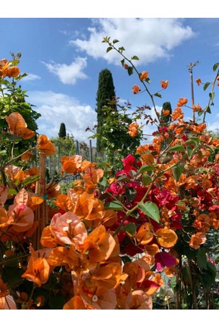 Turuncu Sarılıcı Begonvil Çiçeği 1 Adet Saksılı/tüplü 80-100cm Bahçe Bitkisi Bougainvillea