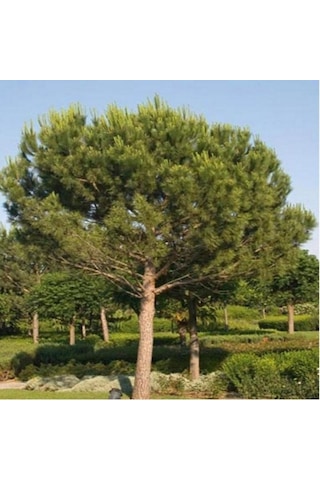 Tüplü Fıstık Çamı