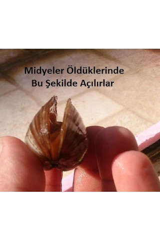 Tatlı Su Midyesi 10 Adet 4-9 cm