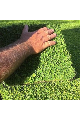Dona Dayanıklı Dichondra Repens Fare Kulağı Tohumu 100