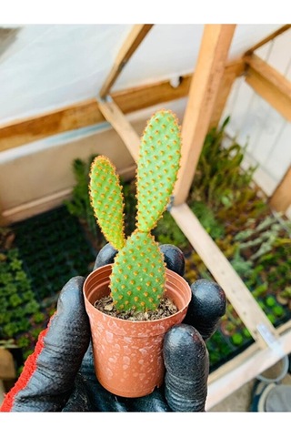 Opuntia Microdaisys Kaktüs Tavşan Kaktüs