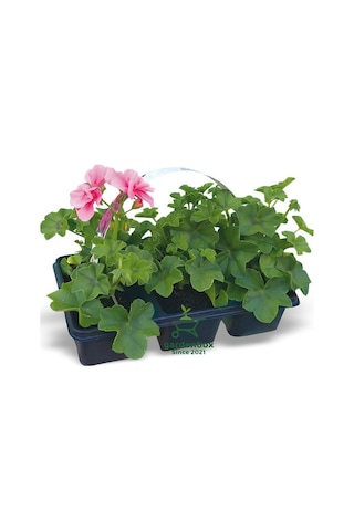 Pembe Sardunya Fidesi 2 Adet Saksılı 10-25cm Salon Balkon Çiçeği
