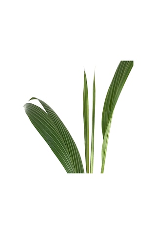 Cocos Nucifera (Hindistan Cevizi Palmiyesi)