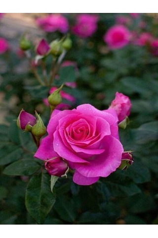 Videolu Yediveren Yoğun Kokulu 30 50 Cm 2 Adet Aşılı Gül Rose