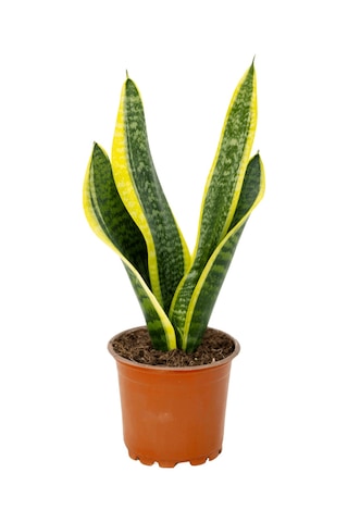 Sanseveria Paşa Kılıcı 20-40 Cm-5947