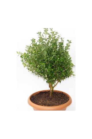 Bonsai Şimşir Fidanı Ev / Ofis Bitkisi - 2 Adet