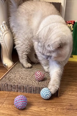 Kedi Sarma Top 1 Adet