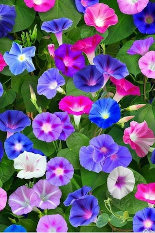 Sabah Sefası Sarmaşık Tohumu Çok Renkli Karışım Ipomoea