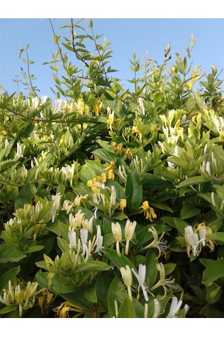 Hanımeli Fidanı 35 45 Cm