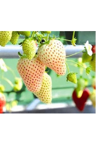 Saksılı Beyaz Çilek Fidanı 1-2 Yaşında - Sağlıklı Ve Tatlı
