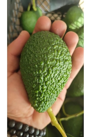 Avokado 20 Adet 120-250gr