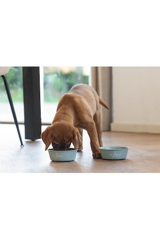 Beeztees Yavru Köpek Mama Su Kabı, Paslanmaz Çelik, Kaymaz Taban, Turkuaz, 13cm, 470ml