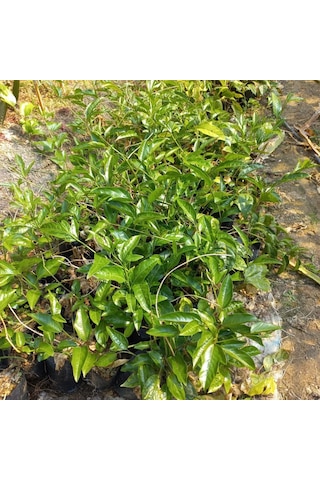 Sarı Meyveli Çarkıfelek Pasiflora Edulis Panama Gold